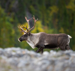 Caribou in the wild