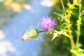 oset w makro świecie