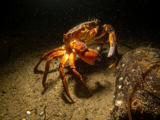 A closeup underwater picture of a crab and a bottle. Picture from Oresund, Malmo in southern Sweden.