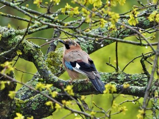 bird, nature, wildlife, branch, tree, animal, wild, blue, green, beak, jay, chaffinch, spring, sitting, feathers, white, finch, outdoors, black, garden, birds, beautiful, perched, warbler, wing