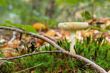 A closeup picture of a fungus in a forest. Bright green and blurry background