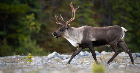 Caribou in the wild