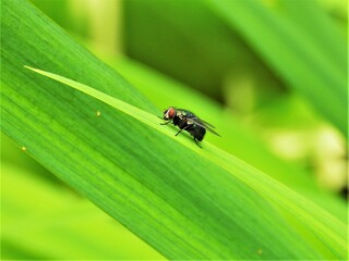insect, fly, nature, macro, green, leaf, bug, animal, beetle, plant, closeup, grass, garden, pest, red, black, small, ant, detail, insects, close-up, ladybug, summer, wildlife, animals