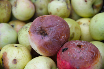 many rotten apples top view