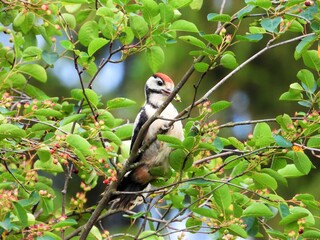 animal, wildlife, tree, nature, mammal, wild, cute, squirrel, zoo, jungle, branch, forest, fur, animals, small, bird, funny, squirrel monkey, young, baby, face, macaque, green, saimiri, mammals