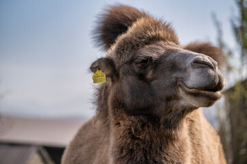 portrait of a camel