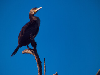 ptak kormoran Phalacrocorax carbo dziób pióra niebo