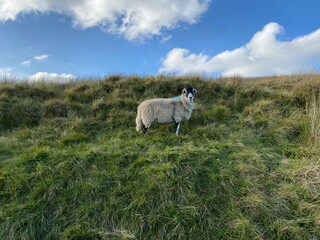 Fototapeta premium Lone sheep, high on the moors, with broken cloud above, on a late summers day in, Halton Gill, Skipton, UK