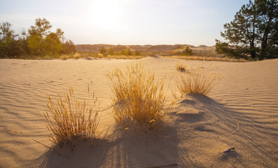 Fototapeta na wymiar wide sandy desert at the sunset, natural wild background