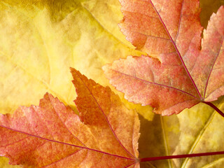 Flat lay. Selective focus on red leaves lying on top of a yellow leaf. Autumn bright saturated natural composition. Copy space. 