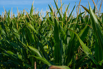  A green field of corn growing up in the autumne. Rows of fresh unpicked corn