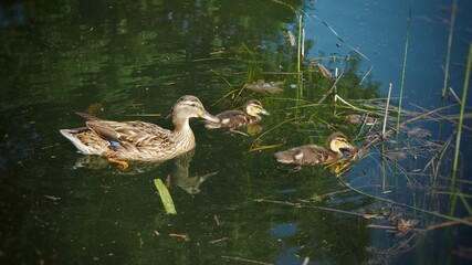 The duck with two young ducks on lake.