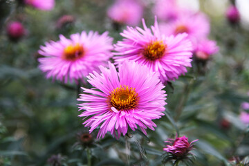 Obraz premium A butterfly on a pink flower on a green natural background collects nectar on a Sunny day.