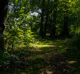 Fototapeta na wymiar A beautiful green forest glade lit up by a sunbeam. Picture from Scania county, southern Sweden