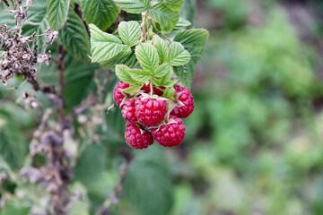 Beautiful juicy ripe raspberries on a green natural background.