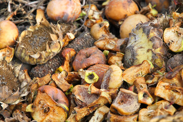 lots of rotten apples sunflowers top view