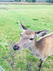 deer in the grass