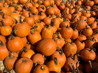 Large Piles Scattering of Orange Pumpkins and Gourds at a Pumpkin Patch