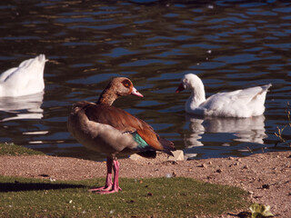 ptak gęsiówka egipska Alopochen aegyptiaca gęś pióra dziób woda © Piotr