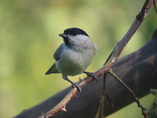 Marsh tit (Poecile palustris) perching on a beautiful tree branc. Beautiful marsh tit perching with crest lifted up.