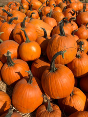 Large Piles Scattering of Orange Pumpkins and Gourds at a Pumpkin Patch
