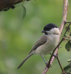 Marsh tit (Poecile palustris) perching on a beautiful tree branc. Beautiful marsh tit perching with crest lifted up.