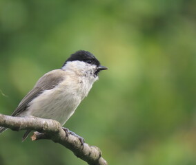 Obraz premium Marsh tit (Poecile palustris) perching on a beautiful tree branc. Beautiful marsh tit perching with crest lifted up.