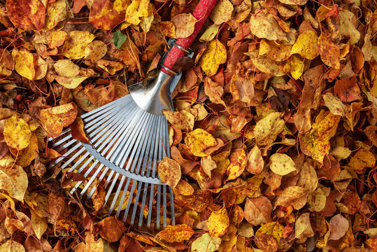 Cleaning fallen autumn leaves with a rake.
