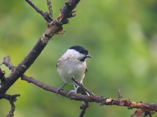 Obraz premium Marsh tit (Poecile palustris) perching on a beautiful tree branc. Beautiful marsh tit perching with crest lifted up.