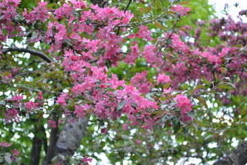 flower, pink, flowers, nature, garden, spring, blossom, plant, purple, green, bloom, summer, beauty, floral, beautiful, flora, violet, bush, color, tree, closeup, bright, field, season, blooming