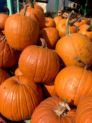 Large Piles Scattering of Orange Pumpkins and Gourds at a Pumpkin Patch for Halloween or Thanksgiving. Large pumpkin harvest. Fairs, festivals, selling beautiful large pumpkins.