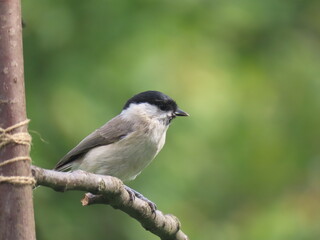 Marsh tit (Poecile palustris) perching on a beautiful tree branc. Beautiful marsh tit perching with crest lifted up.