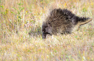 Porcupine