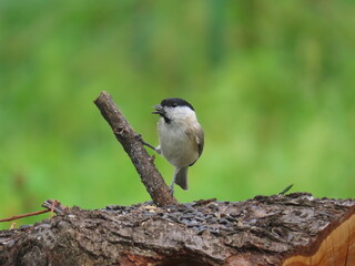 Marsh tit (Poecile palustris) standing on a small branch sticking out of a fallen piece of tree trunk and eating seeds.