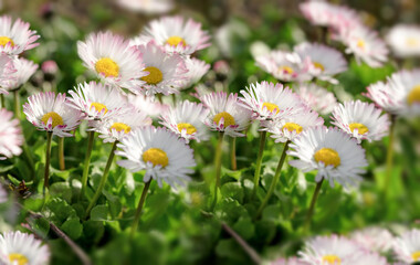 Little daisy flower in meadow, beautiful nature