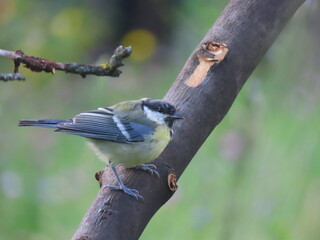 Beautiful and colorful great tit (parts major) perching on an interesting tree branch, colorful bird with creamy natural blurry background. Beautiful and common bird perching