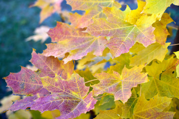 Yellow and red autumn leaves of maple and garden trees