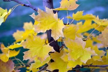 Yellow and red autumn leaves of maple and garden trees