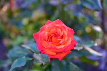 Red roses on a green Bush with bokeh
