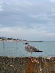 seagull on the beach