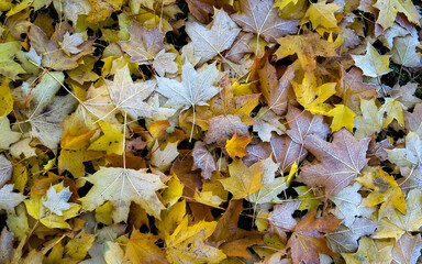 Fallen, frosted maple foliage autumnal carpet.