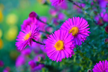 Red September flowers or perennial Aster is native to North America, where it grows wild even now.