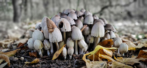 mushrooms in the forest