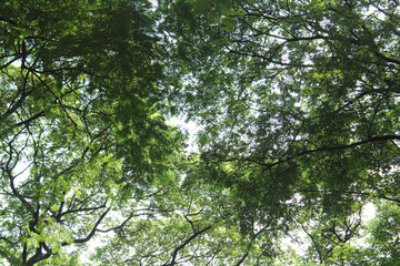 leaves against the sky