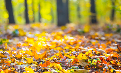 forest glade covered by a dry leaves in a light of sun, outdoor autumn background