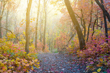 ground road in autumn park at the sunny day
