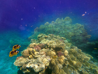 Naklejka premium Underwater world. Coral fishes of Red sea.
