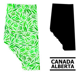 Addiction mosaic and solid map of Alberta Province. Vector map of Alberta Province is designed from random vaccine symbols, cannabis leaves and drink bottles.