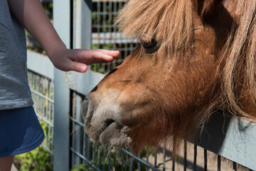 Close-up: a child's hand caressing a pony. The concept of friendship and understanding.