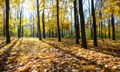 forest glade covered by a dry leaves in a light of sun, outdoor autumn background